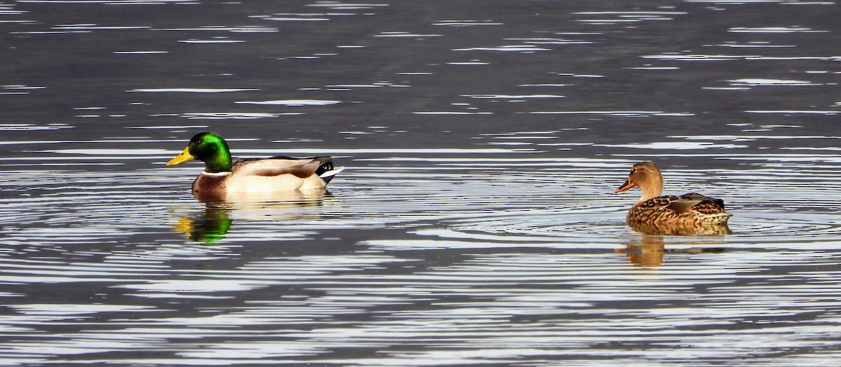 kachna divoká - ML646064351