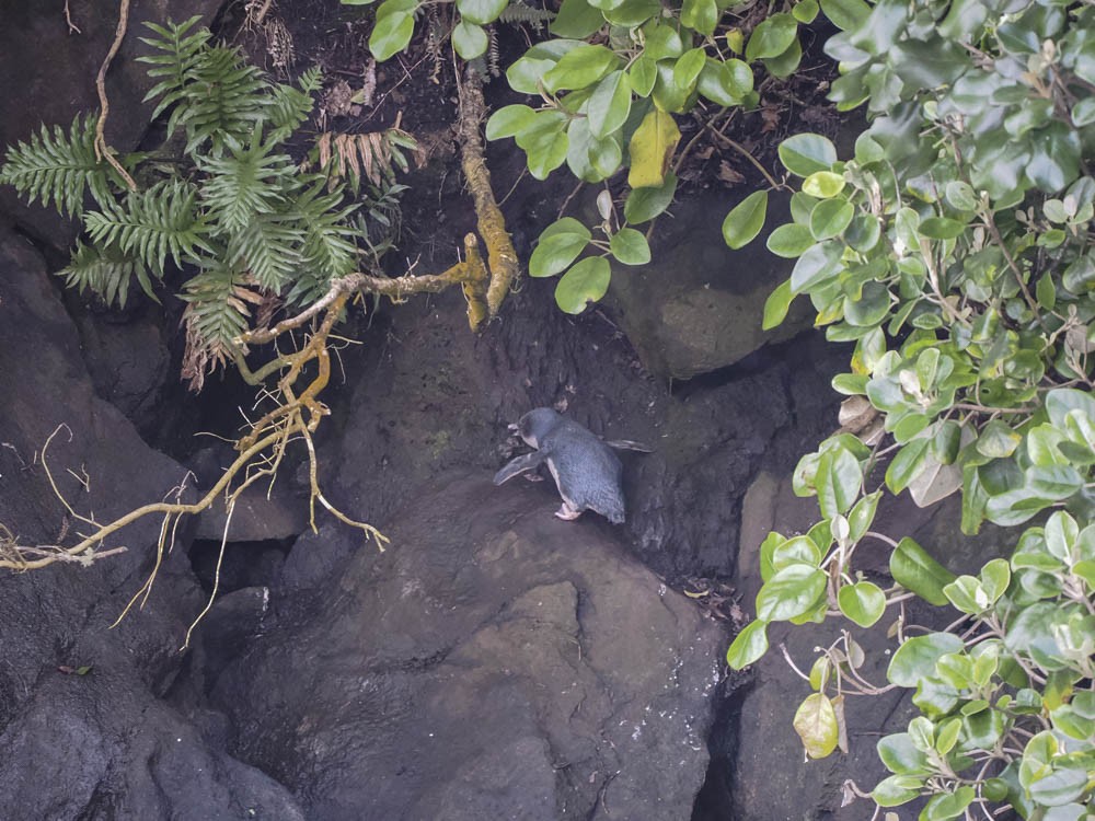 Little Penguin - ML646064356