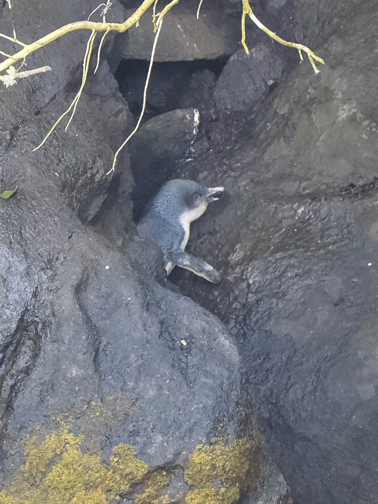 Little Penguin - ML646064357