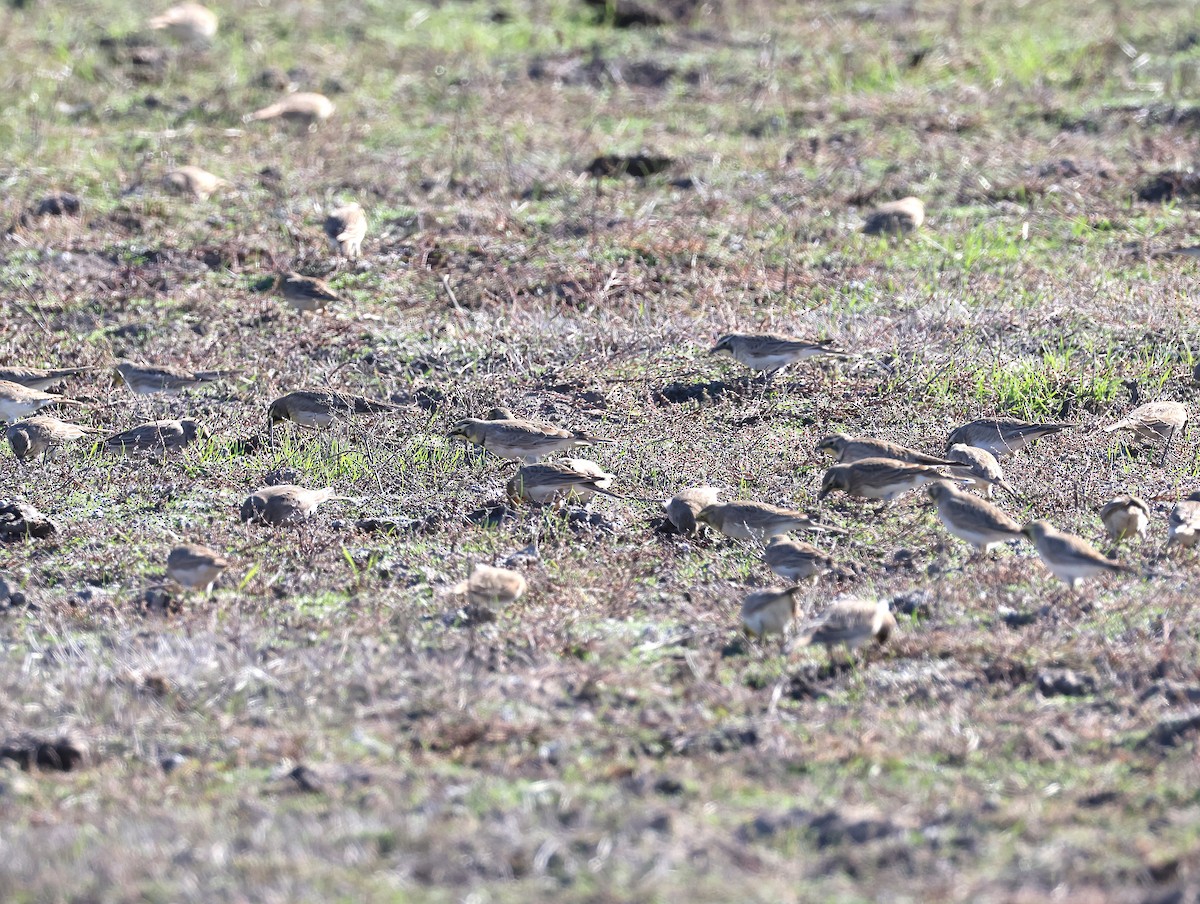 Horned Lark - ML646064358