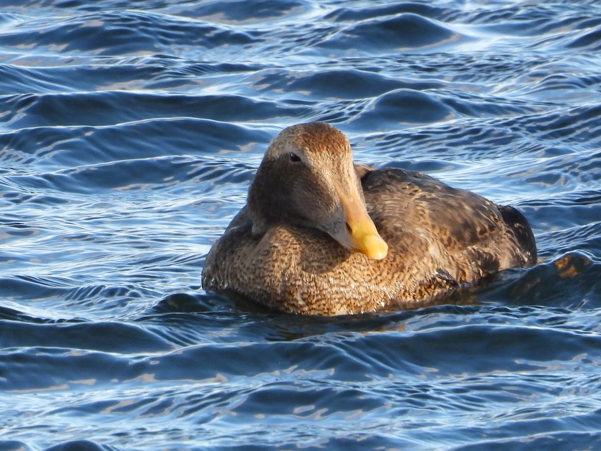 Common Eider - ML646064378