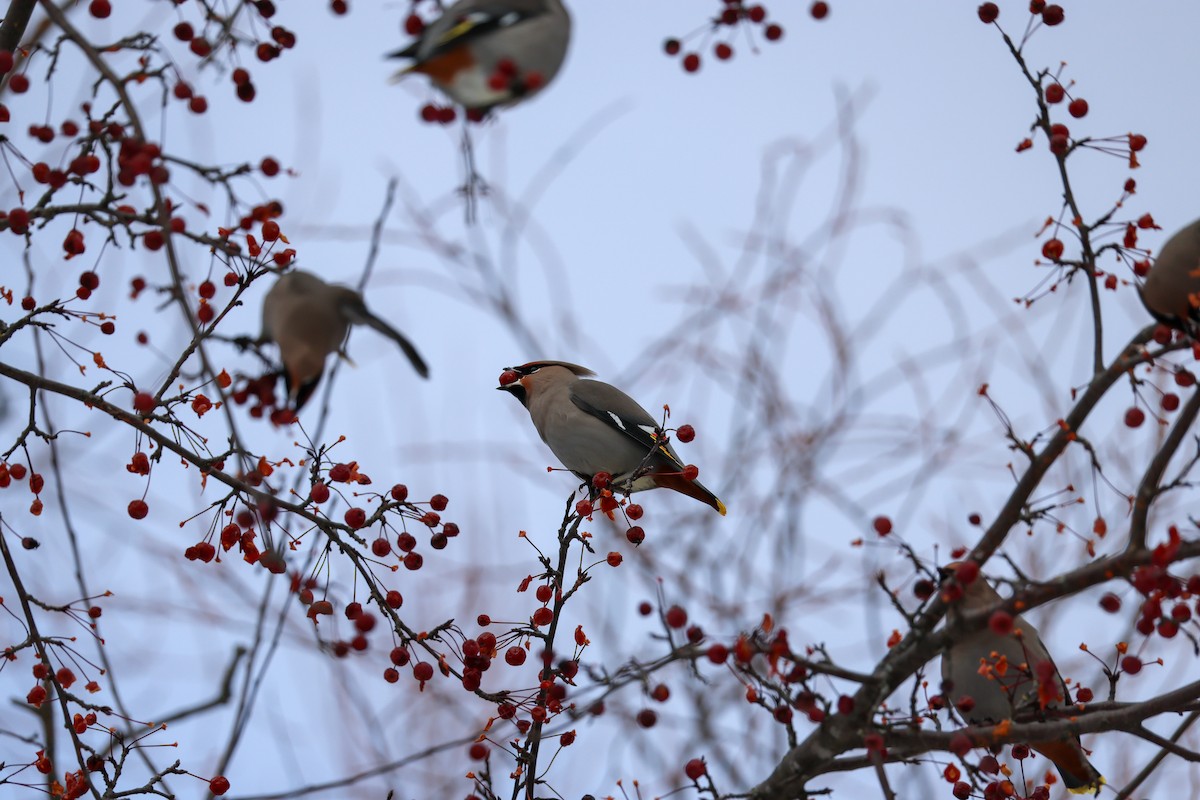 黃連雀 - ML646064379