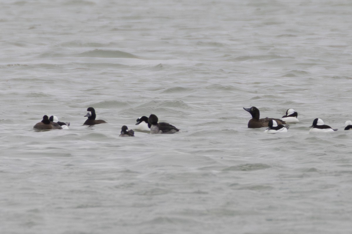 Greater Scaup - ML646064380