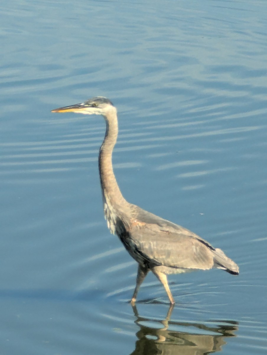 Great Blue Heron - ML646064381