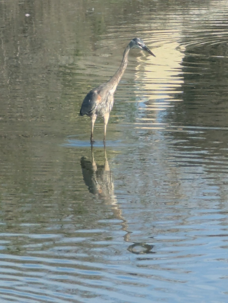 Great Blue Heron - ML646064382