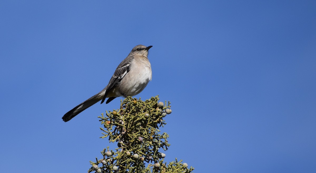 Northern Mockingbird - ML646064383