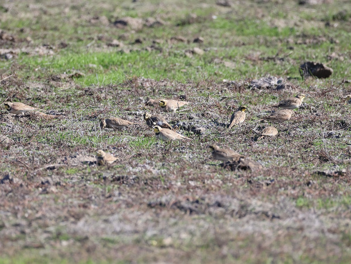 Horned Lark - ML646064389