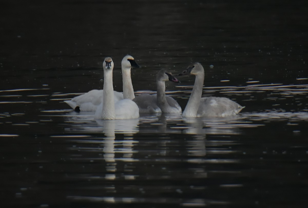 Trumpeter Swan - ML646064390