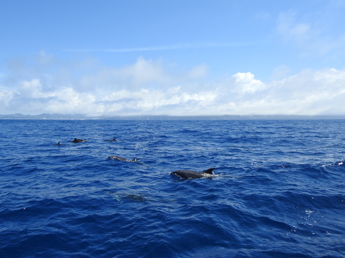 Common Bottlenose Dolphin - ML646064394