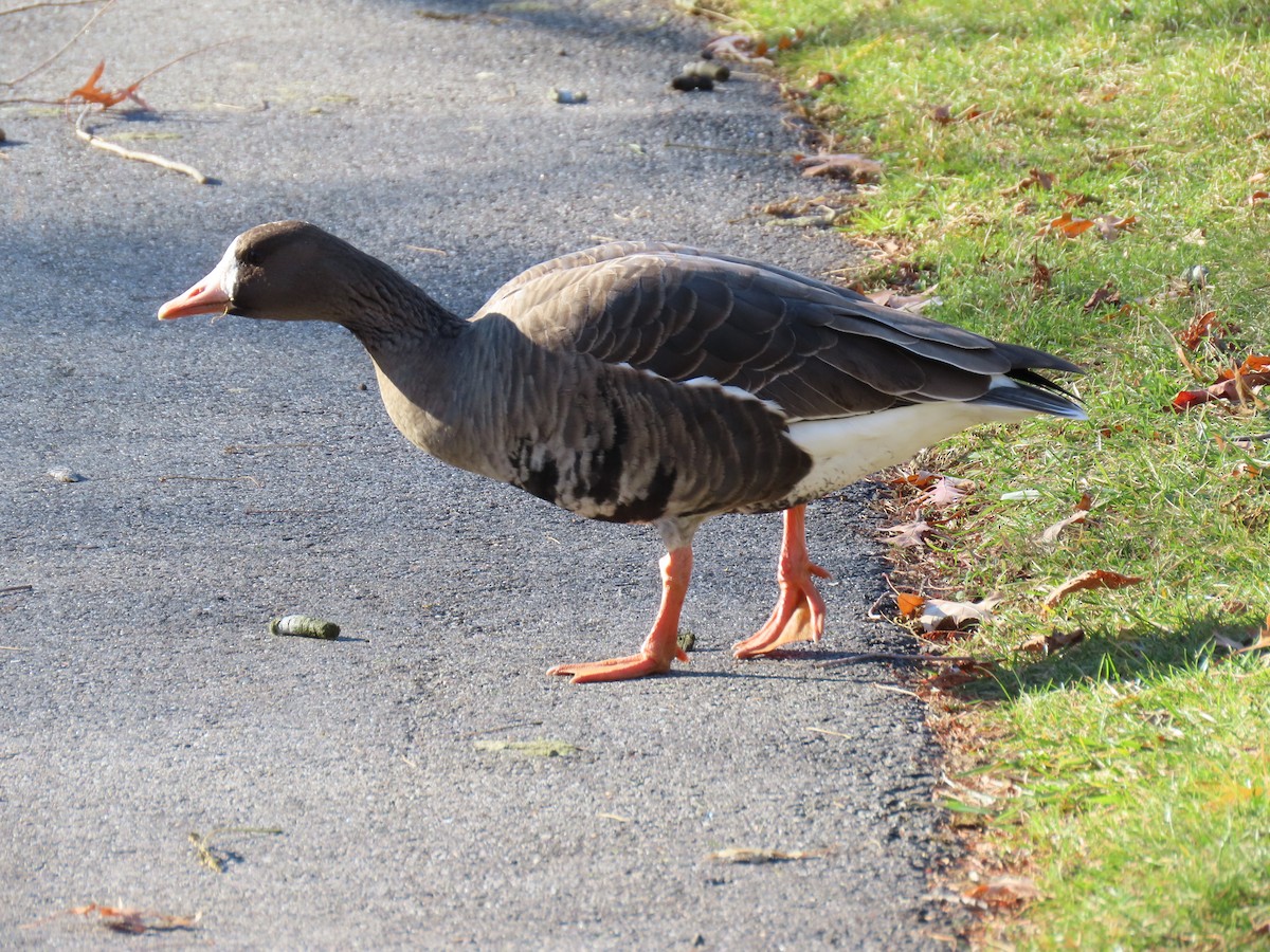 Greater White-fronted Goose - ML646064396