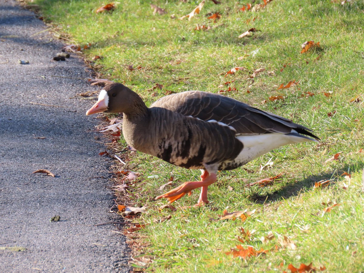 Greater White-fronted Goose - ML646064397