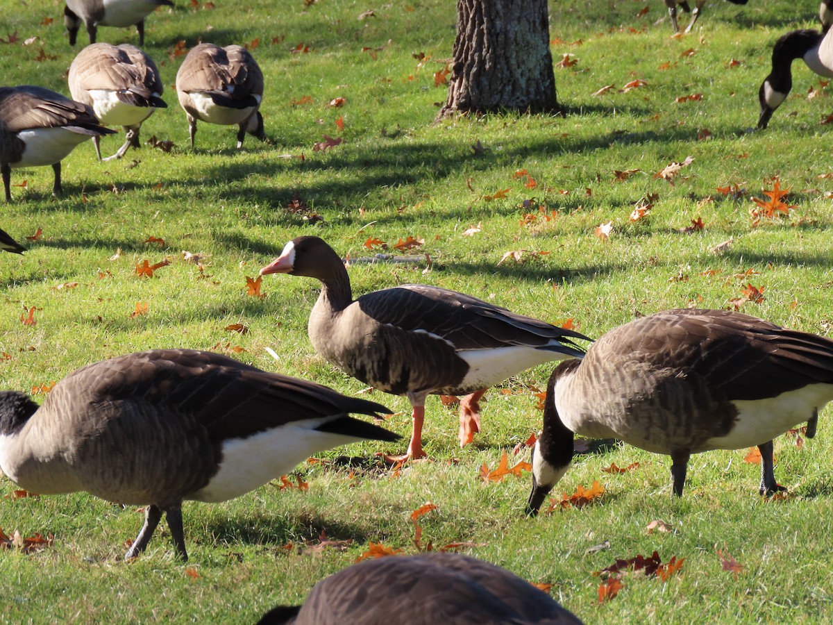 Greater White-fronted Goose - ML646064398
