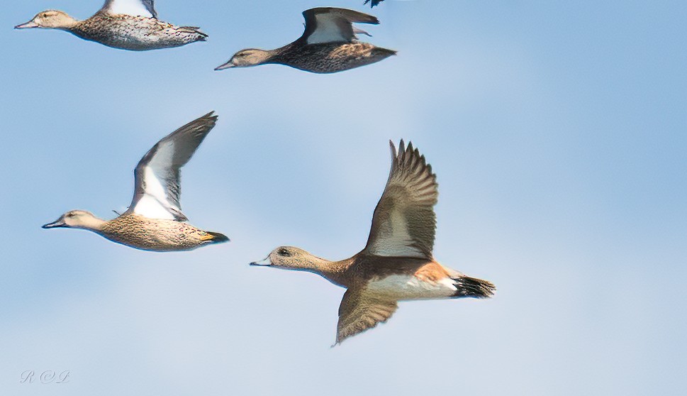 Amerika Fiyusu - ML646064399