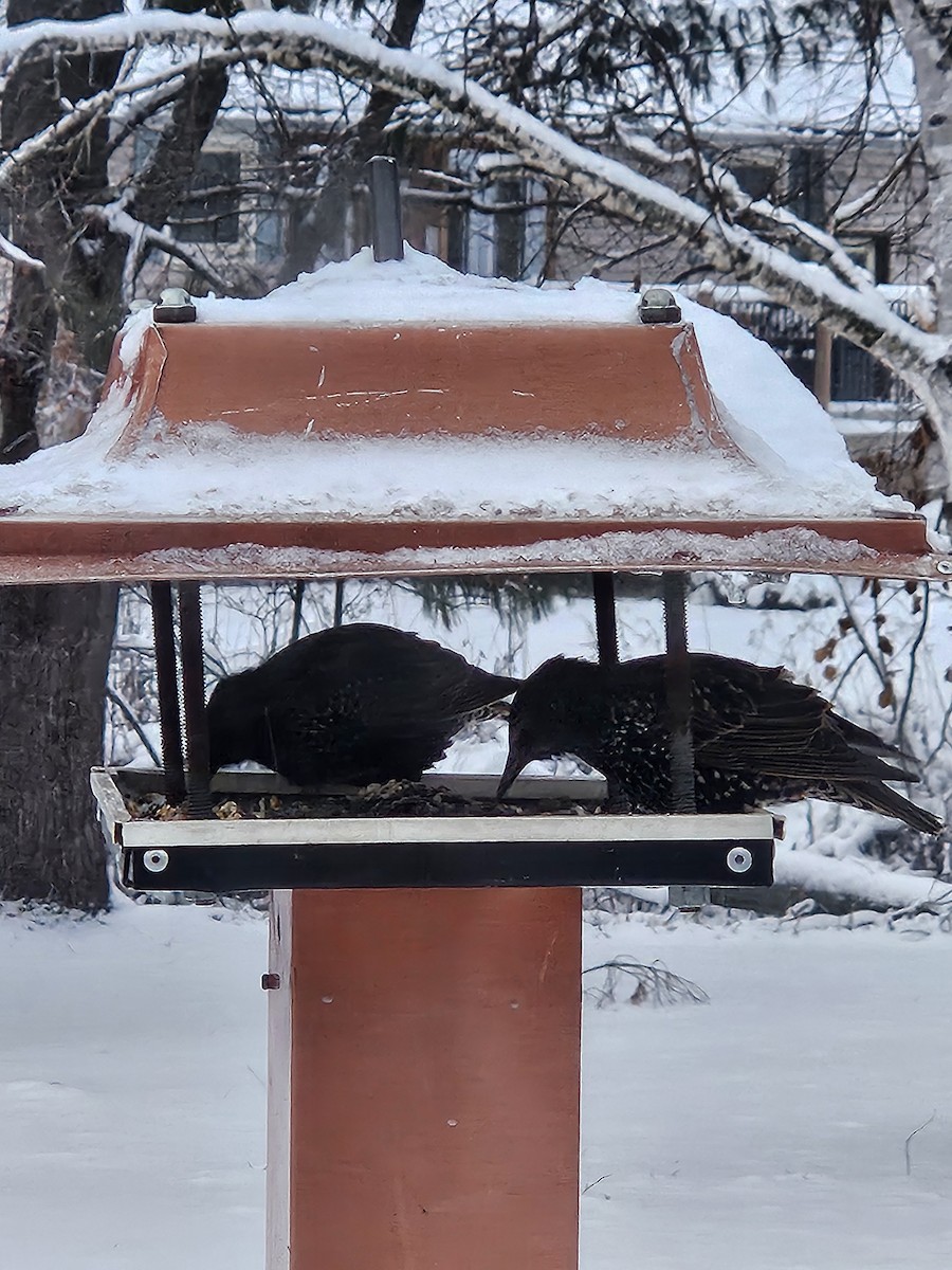 European Starling - ML646064400