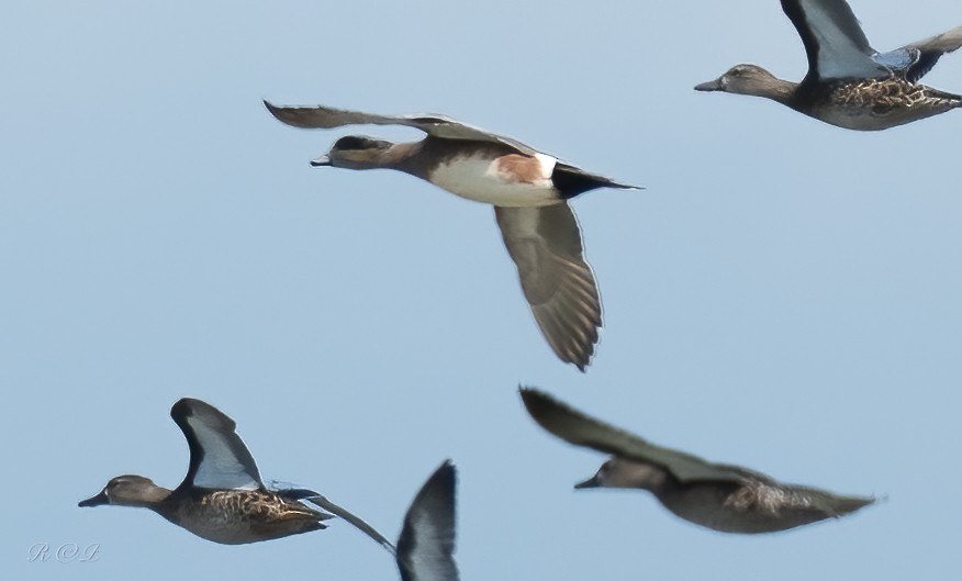 Amerika Fiyusu - ML646064401