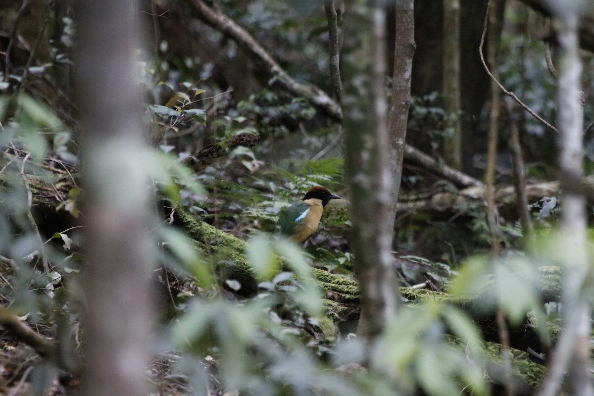Noisy Pitta - ML646064422