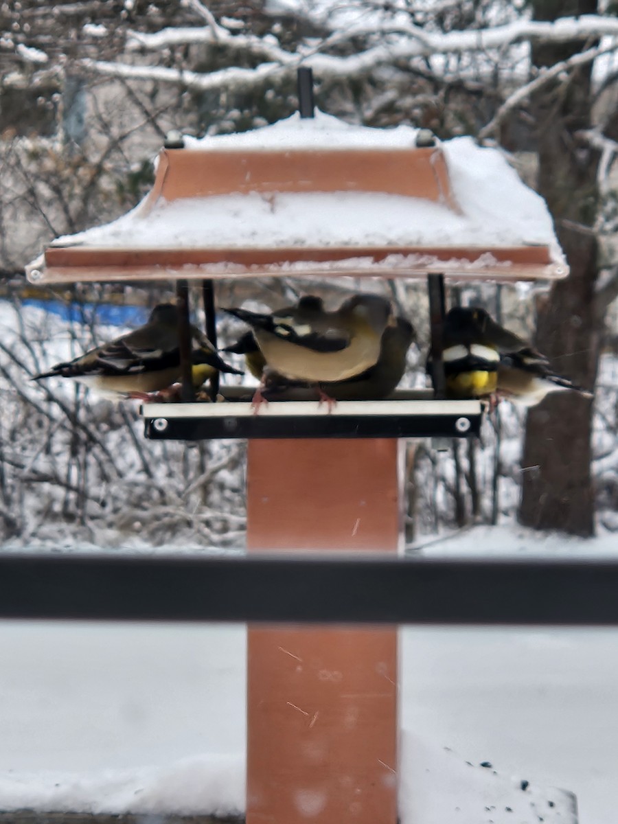 Evening Grosbeak - ML646064424