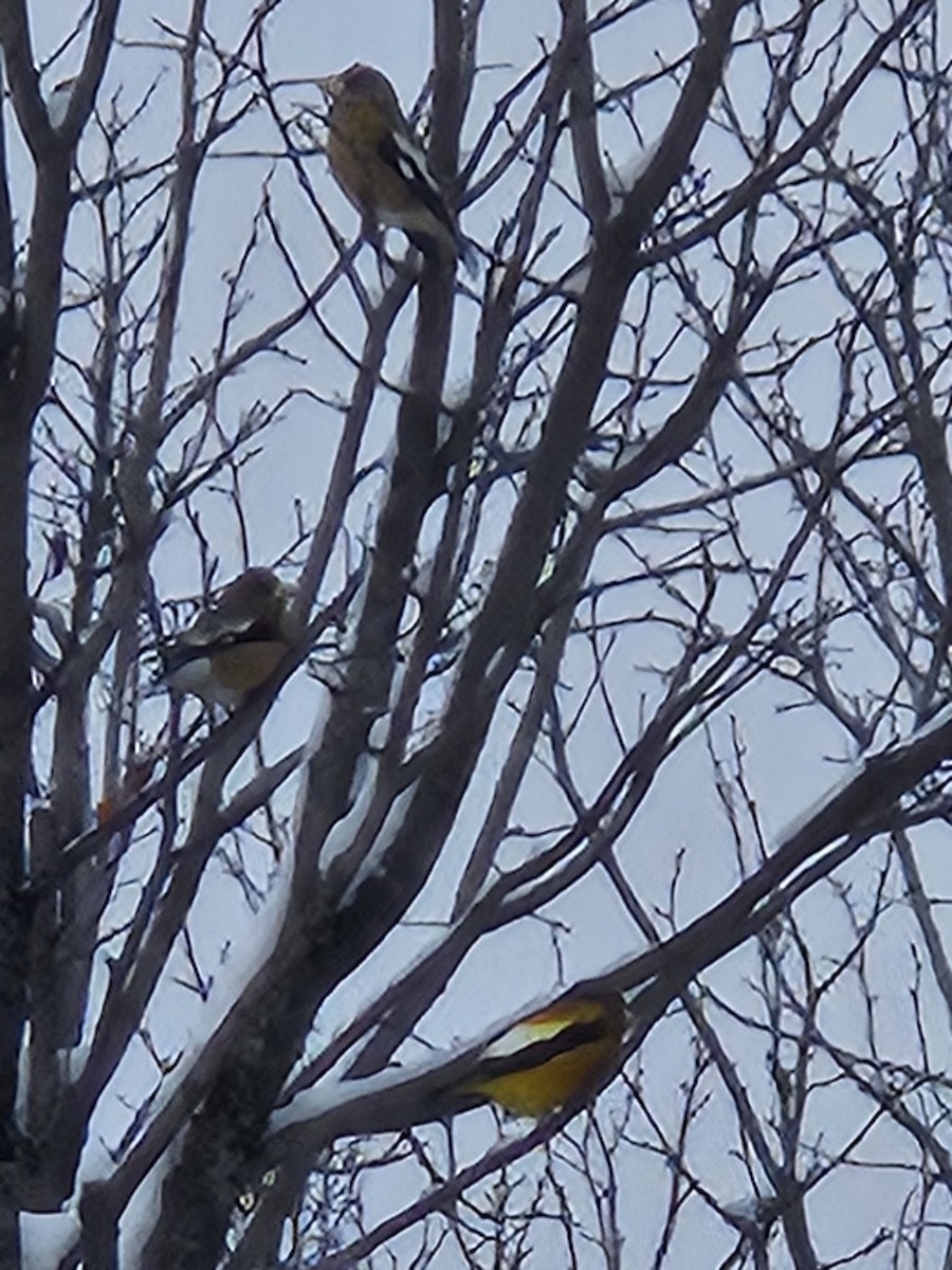 Evening Grosbeak - ML646064425