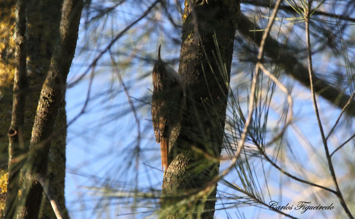 Short-toed Treecreeper - ML646064429