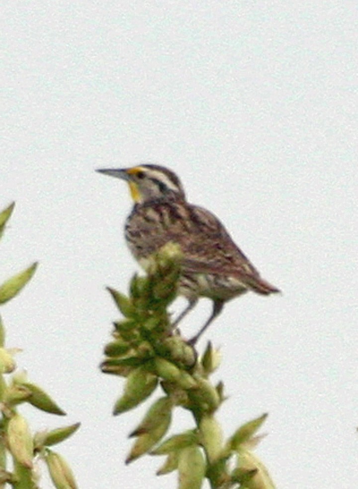 Chihuahuan Meadowlark - ML646064432
