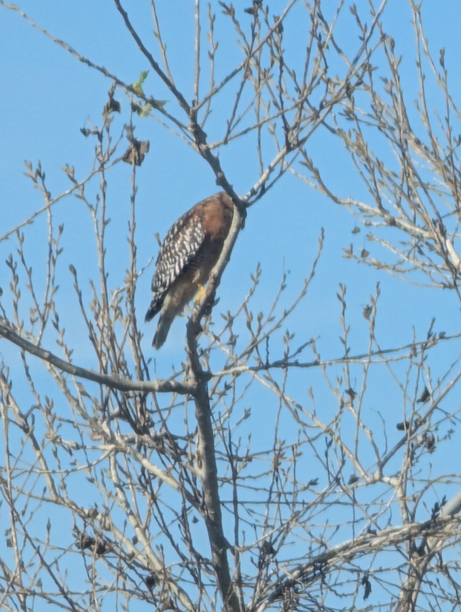 Red-shouldered Hawk - ML646064433