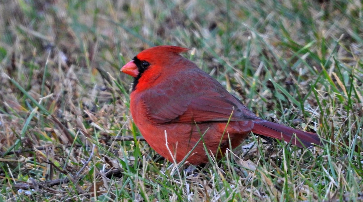 kardinál červený - ML646064439