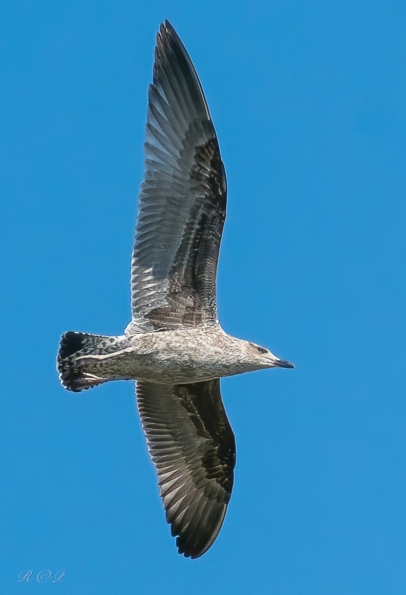 Amerika Gümüş Martısı - ML646064440