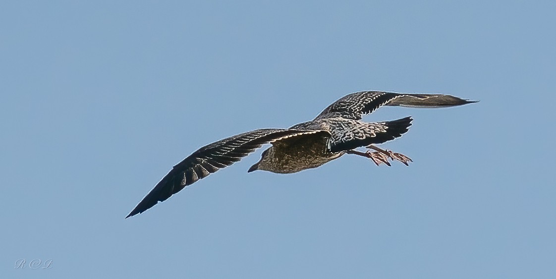 Amerika Gümüş Martısı - ML646064441