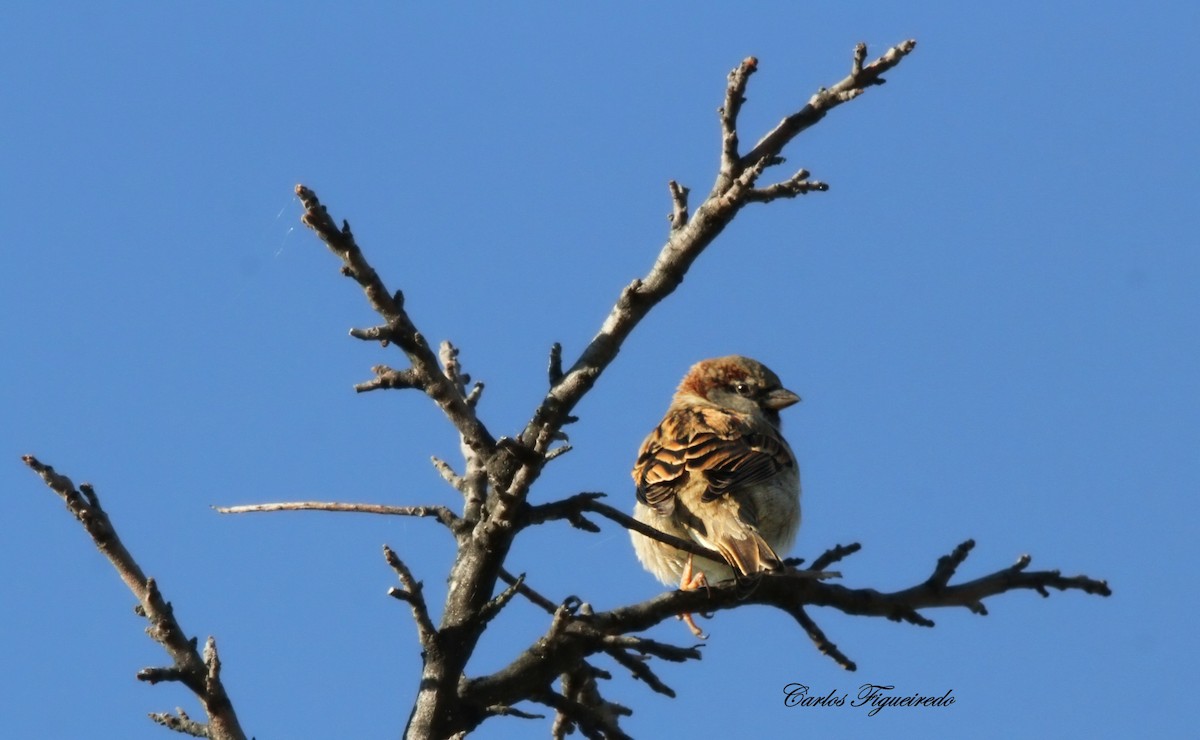 Serçe - ML646064450