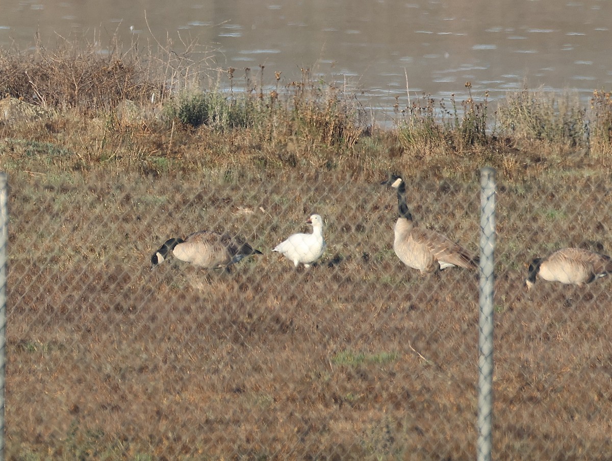 Snow Goose - ML646064451