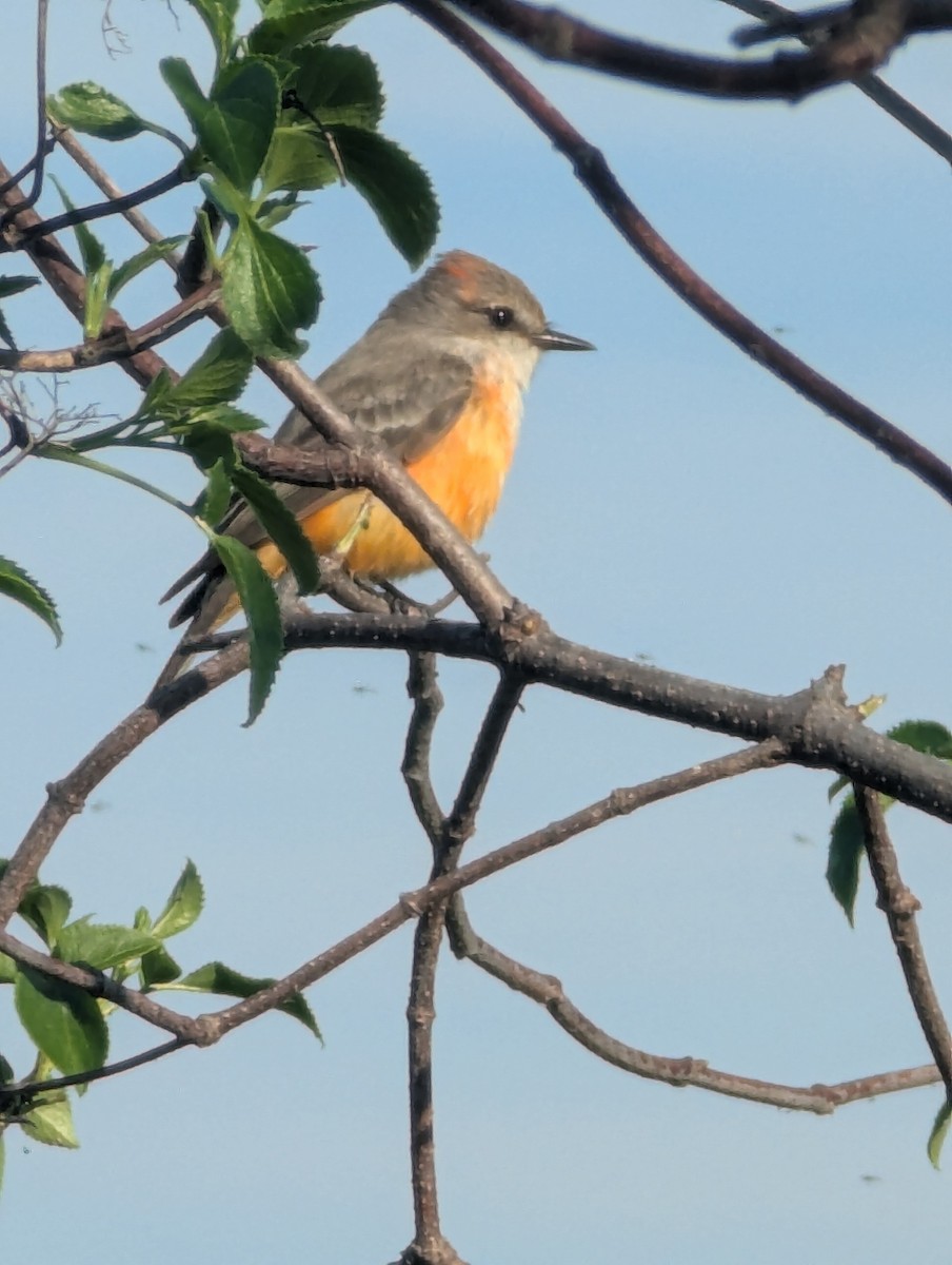 Vermilion Flycatcher - ML646064453