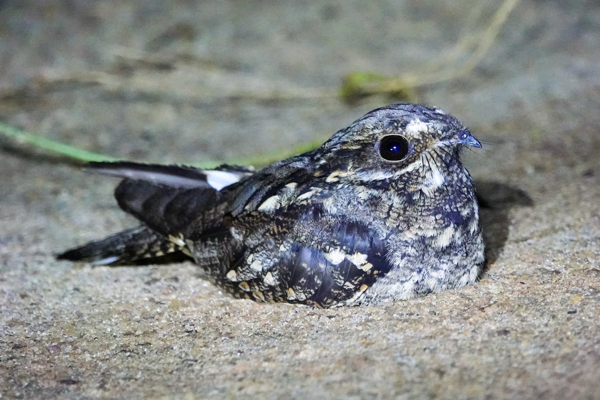 Fiery-necked Nightjar (Black-shouldered) - ML646064459