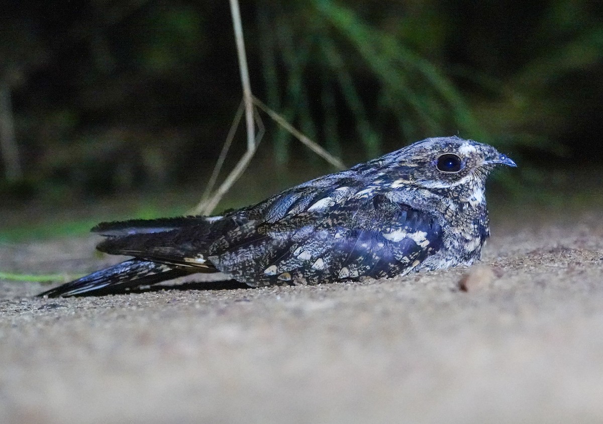 Fiery-necked Nightjar (Black-shouldered) - ML646064460