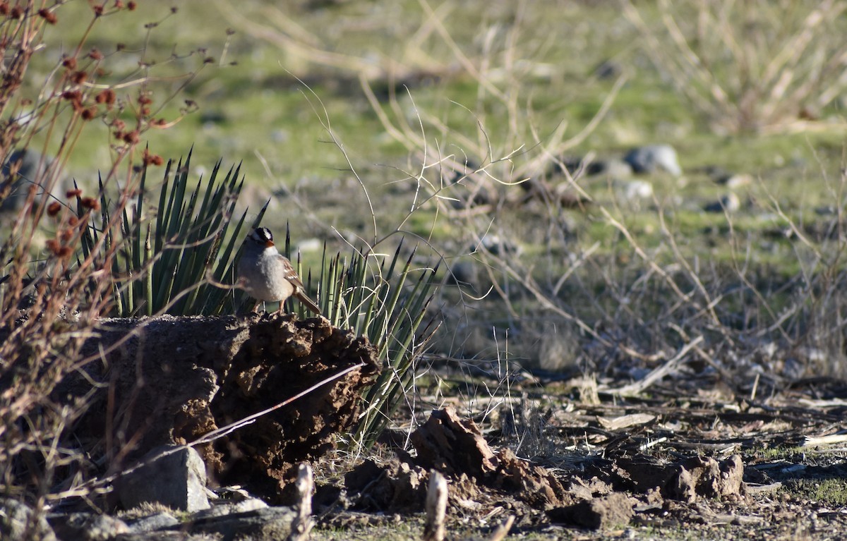 White-crowned Sparrow - ML646064463