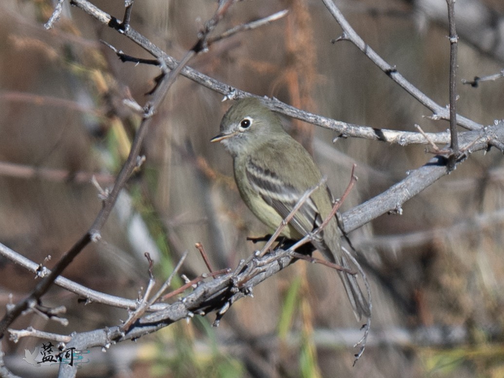Hammond's Flycatcher - ML646064481
