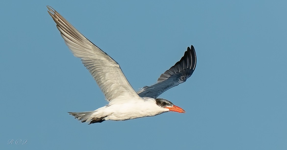 オニアジサシ - ML646064493