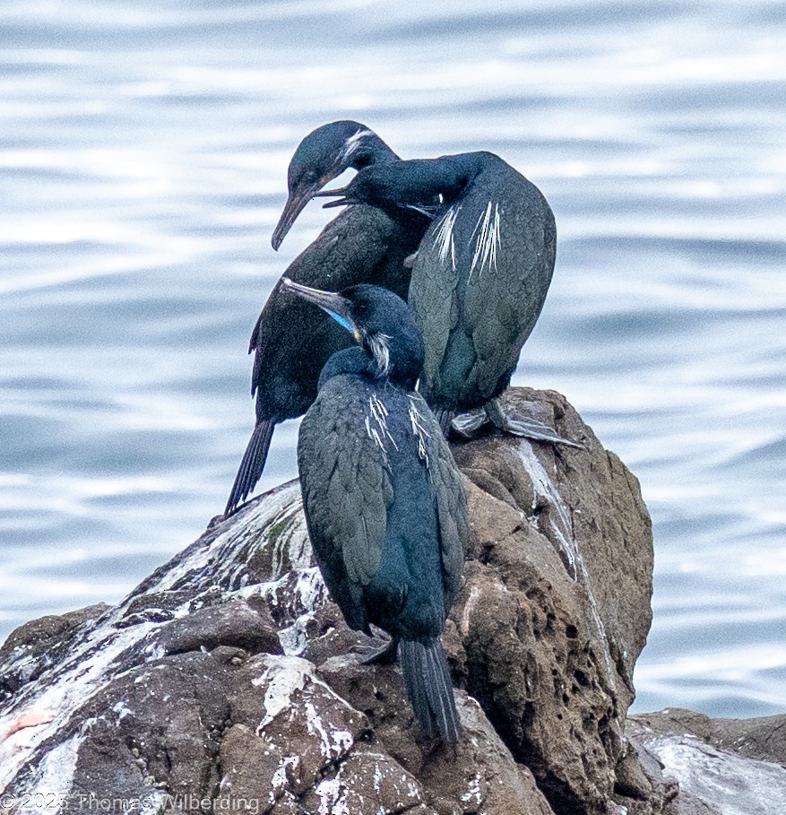 アオノドヒメウ - ML646064495