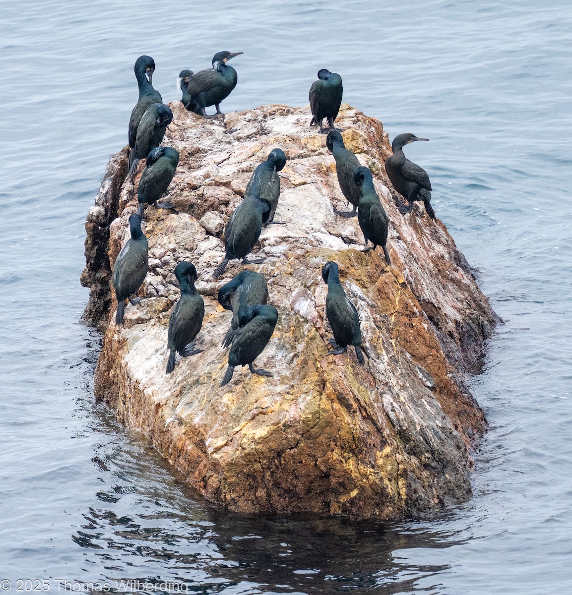 アオノドヒメウ - ML646064496