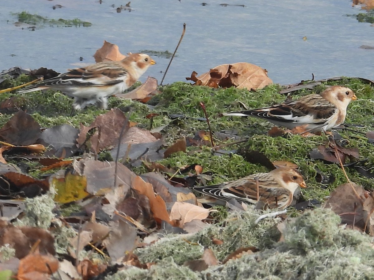 ユキホオジロ - ML646064497