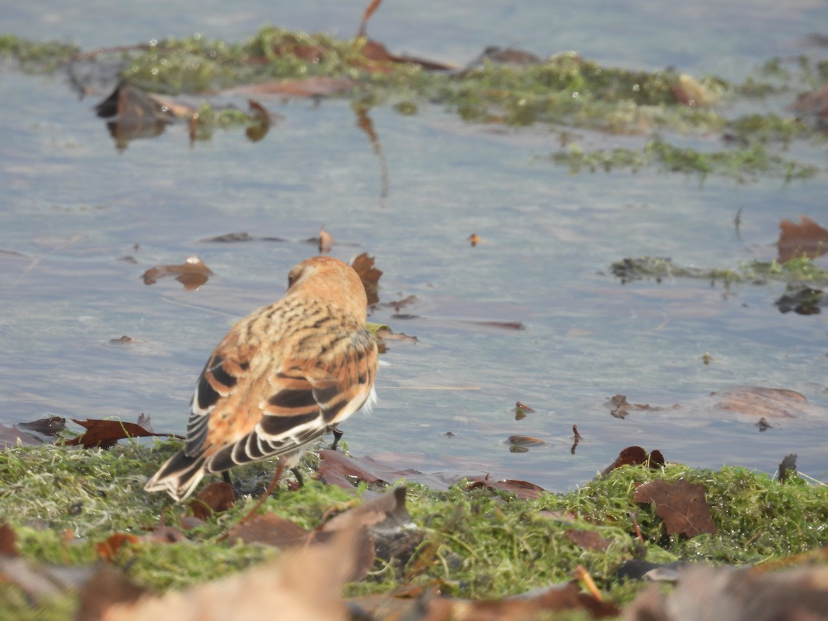 ユキホオジロ - ML646064498