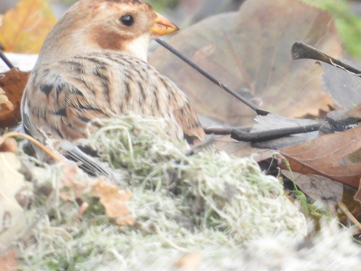 ユキホオジロ - ML646064499