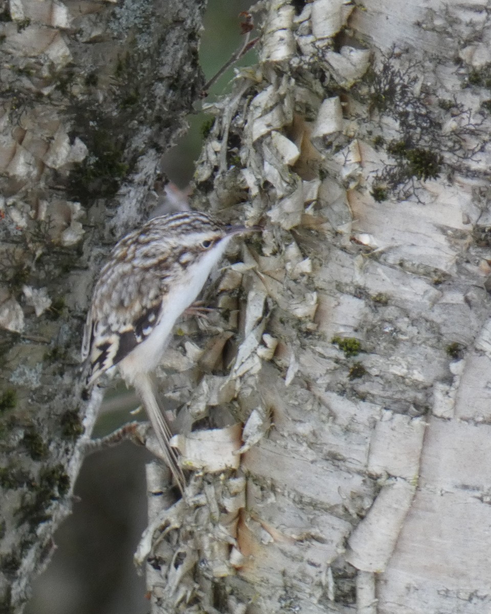 アメリカキバシリ - ML646064500