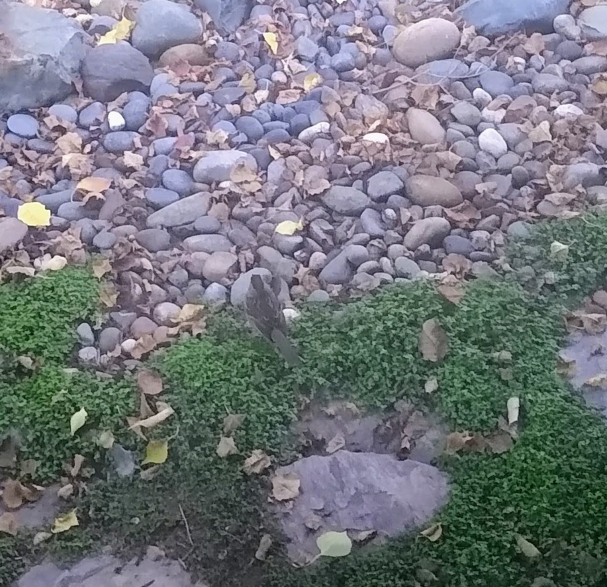 キガシラシトド - ML646064503