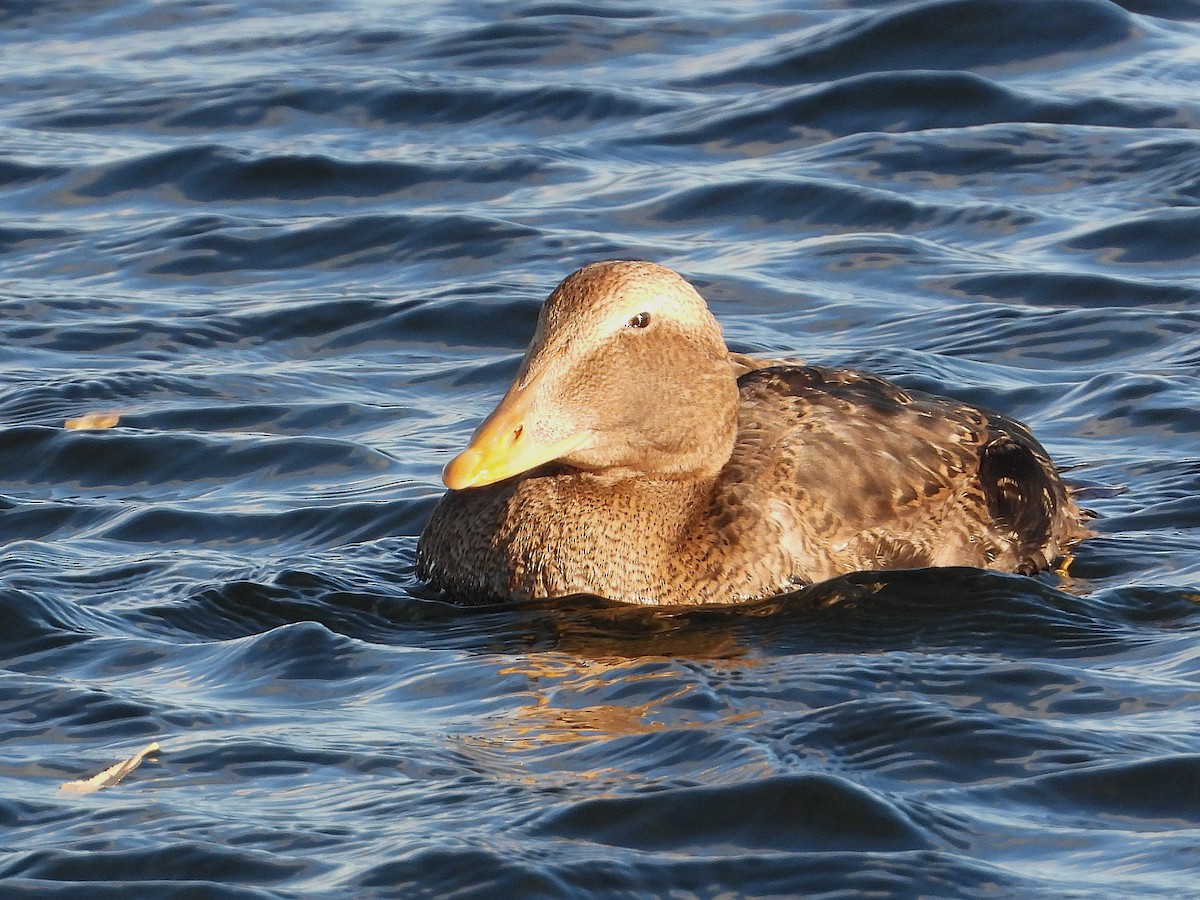 ホンケワタガモ - ML646064504