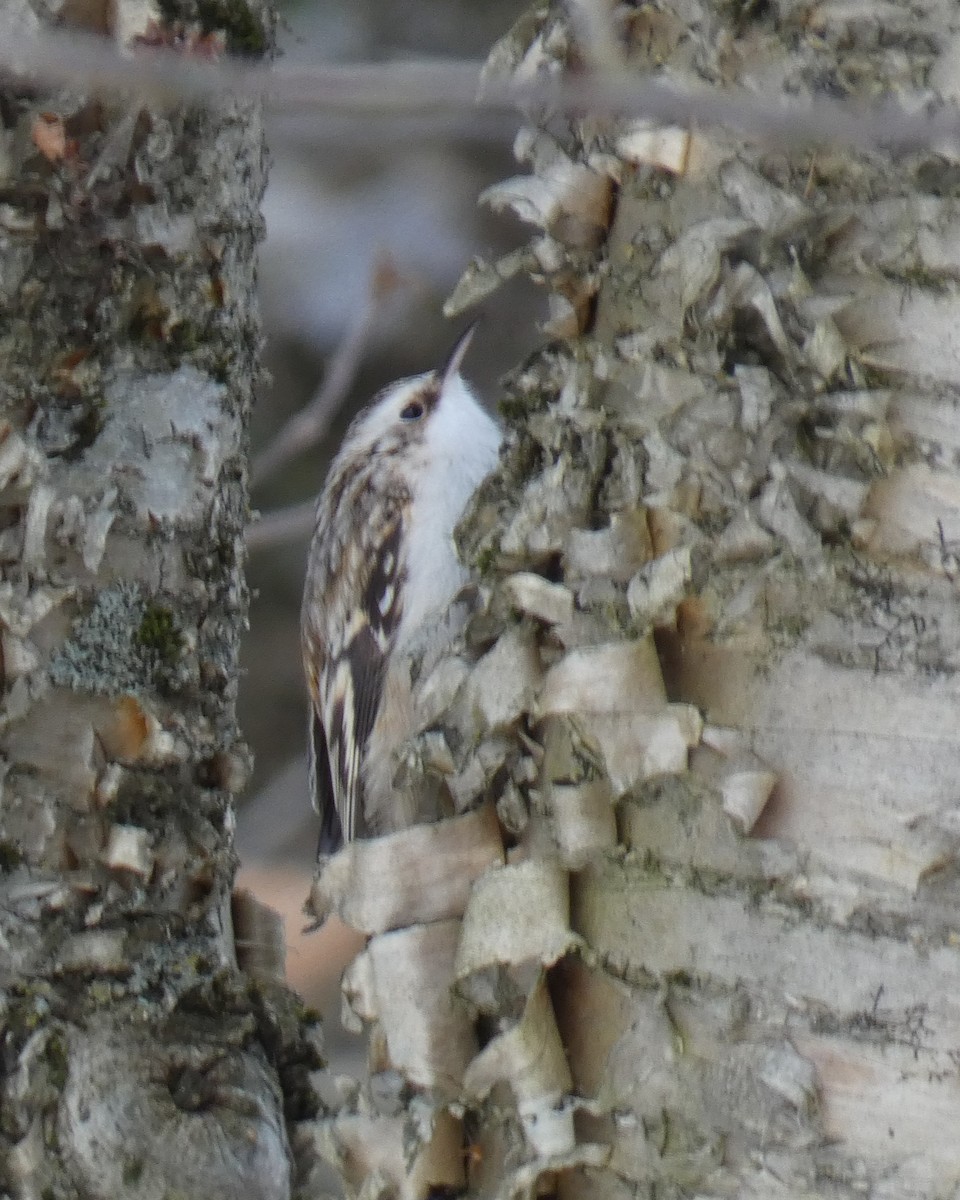 アメリカキバシリ - ML646064507