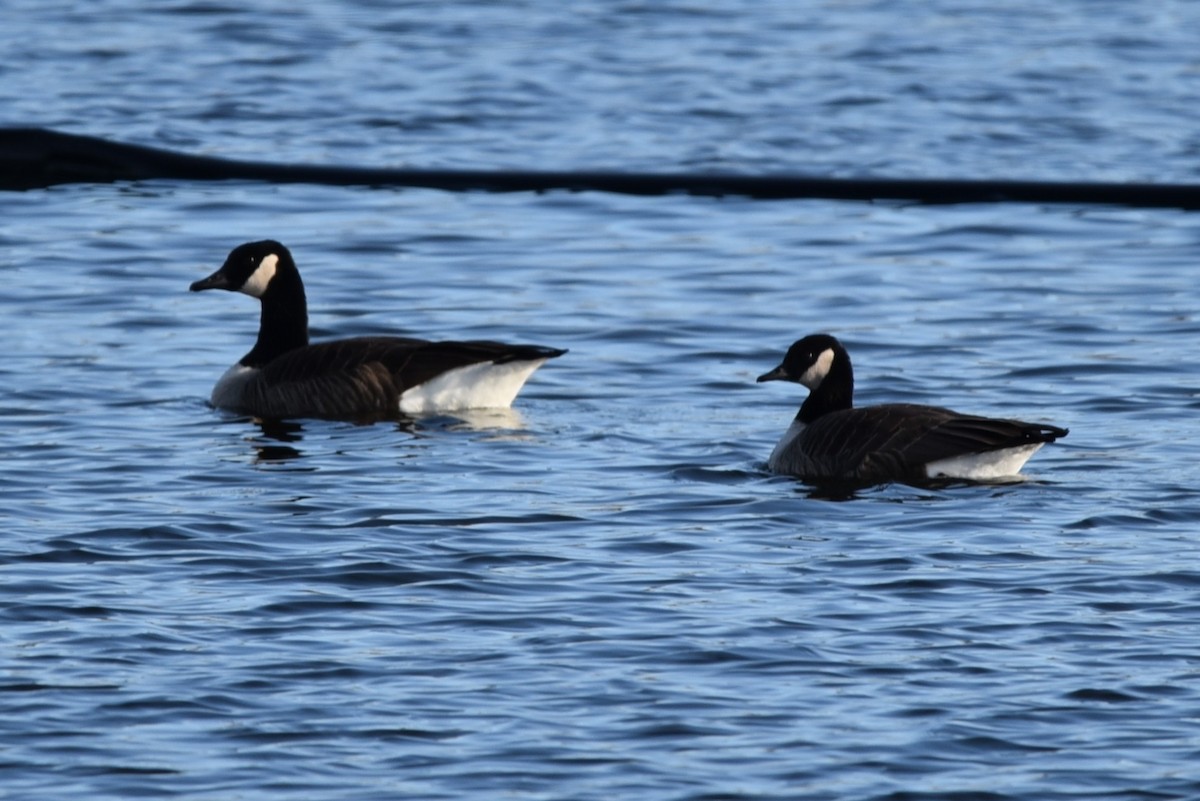 シジュウカラガン／カナダガン - ML646064509