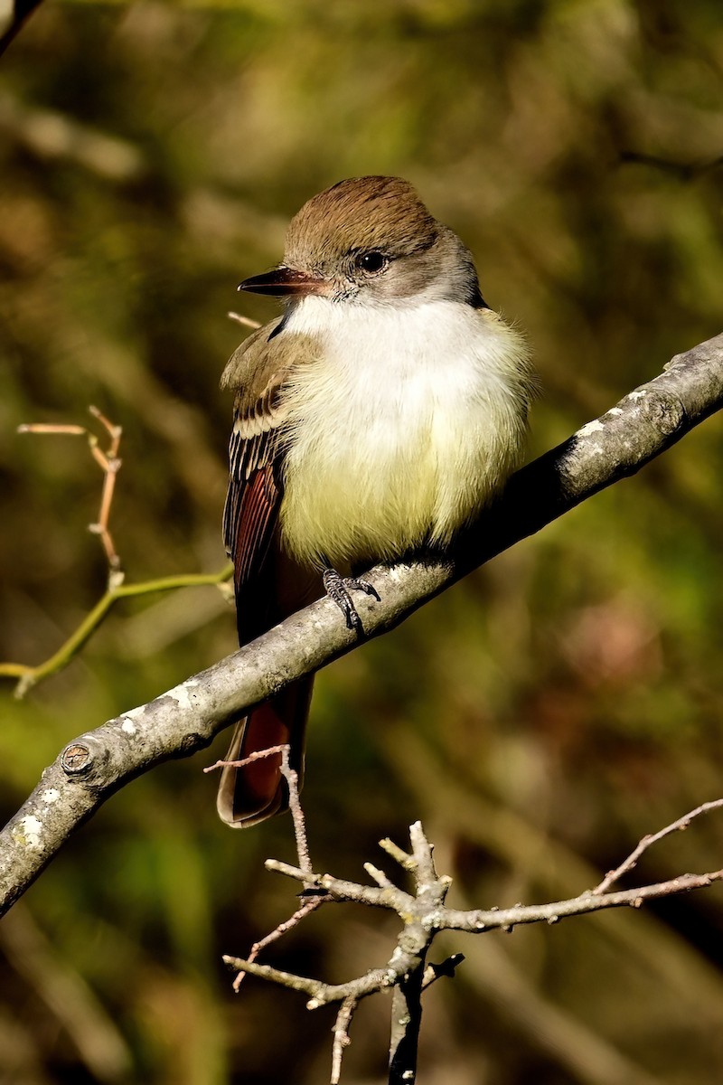 Ash-throated Flycatcher - ML646064510