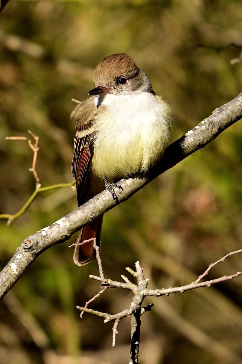 Ash-throated Flycatcher - ML646064511
