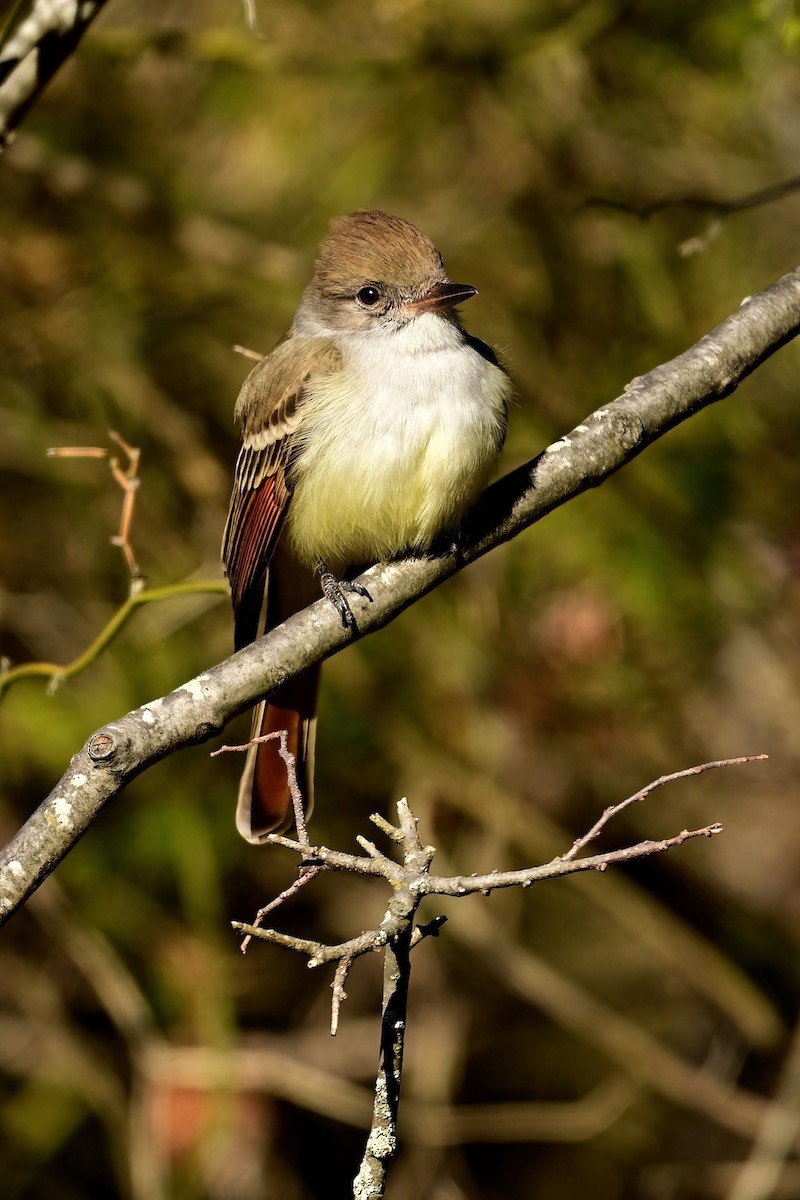 Ash-throated Flycatcher - ML646064512