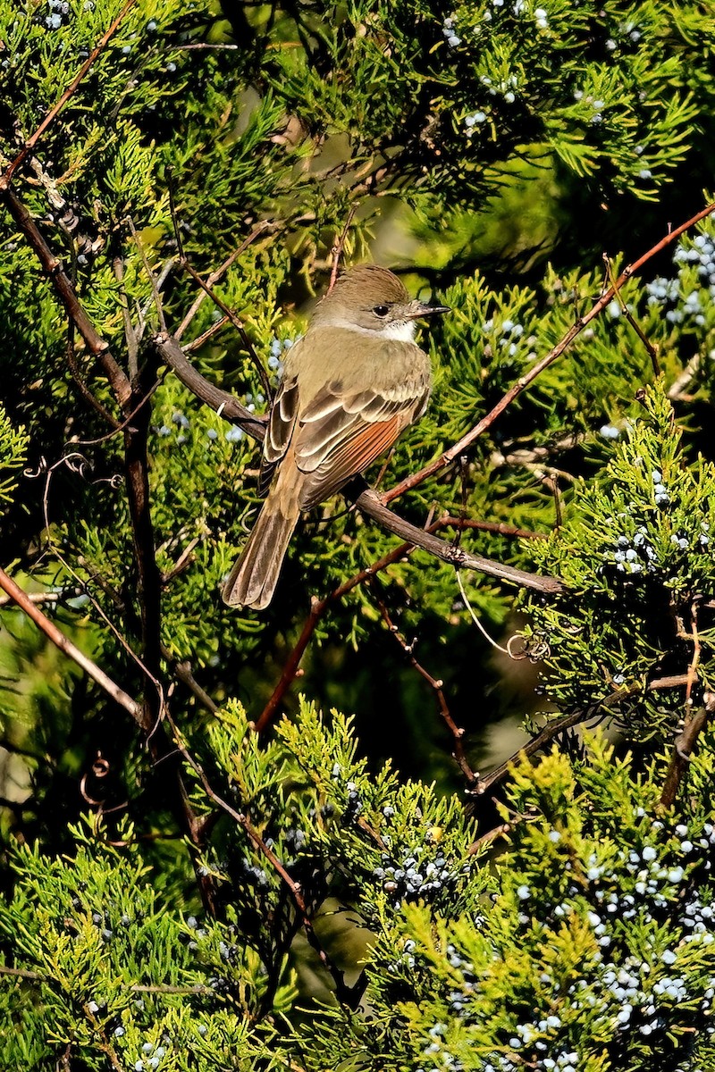 Ash-throated Flycatcher - ML646064513
